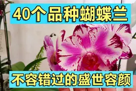 40个蝴蝶兰品种欣赏？不容错过的绝美盛世容颜！真是心动的感觉。视频封面