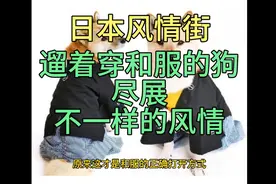 日本风情街，遛着穿和服的狗，尽展不一样的风情，挺好！视频封面