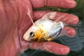 鱼场引入新的蝴蝶鲤品种，每一条都是球体，色彩鲜艳，感觉挺好看视频封面