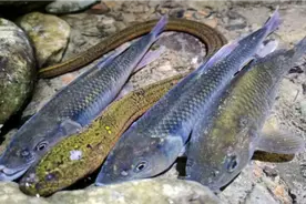 白天30°高温，晚上出去户外搞野，收获了很多野货