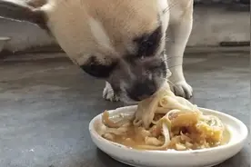 怀孕狗狗一口气吃掉一盘酸菜面条，吃饱撑的四脚朝天，样子真可爱视频封面