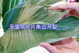 天堂鸟（鹤望兰）叶片焦边开裂怎么办视频封面