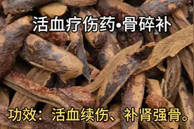 骨碎补，可续筋接骨，能治骨伤碎而得名，为伤科要药。