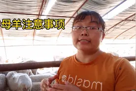 老养殖户说出判断母羊怀孕3个方法，新手一学就会，准确率高！视频封面