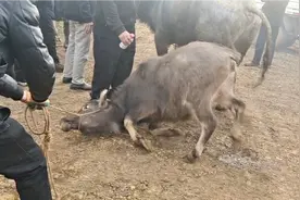 一头四千块钱成交小水牛，不想离开老牛死活拉不走乱摔乱滚好可怜