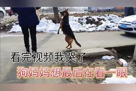 主人私自将2只小狗送人，德牧妈妈伤心难过，一脸不舍跟到大门外