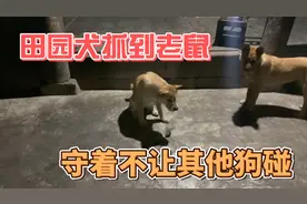 中华田园犬抓老鼠比猫还厉害，把老鼠放在前面邀功，太有灵性了！视频封面