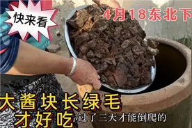 快来看4月18东北下大酱，大酱块长绿毛才好吃，和南方又啥不同？