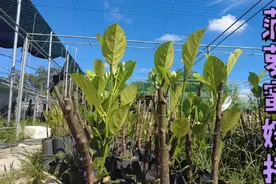 菠萝蜜皮接一个月后，解开薄膜，5天后修剪打顶砧木，促芽眼萌发视频封面