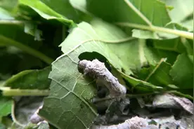 实拍农村桑蚕养殖，记录桑蚕第3次脱壳，过程30-60秒