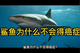 震惊！科学家已经合成鲨鱼素，人类攻克癌症指日可待。视频封面