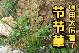 节节草“又名土麻黄，这个妙用太厉害了，好多人不知道，值得收藏视频封面