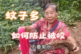 夏天菜园干活蚊子太咬怎么办？70岁老农教你一招土办法，不花钱视频封面