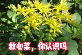 救心菜你认识吗 ？你吃过吗 ？你知道它，在生活中还有哪些作用吗