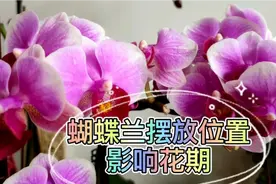养护蝴蝶兰，避免3个摆放位置，可以延长观赏期