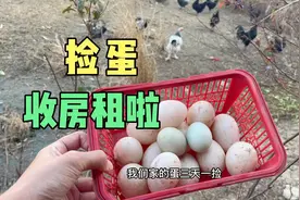 今天给婆罗门鸡做顿大餐