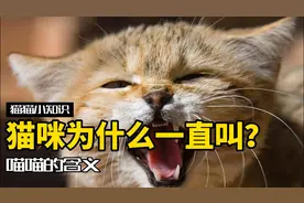 猫咪一直喵喵叫，其实是想告诉你这几件事！视频封面