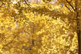 朱威廉分析阿郎之声给大呲花刷礼物:符合他气质，他喜欢胖男孩