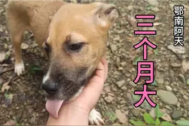 免费送一条三个月大的小狗狗，有喜欢的朋友赶紧过来抓视频封面