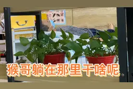花九十八猴哥吃个半饱挺好，看见街边有采耳广告试试能治头晕不视频封面