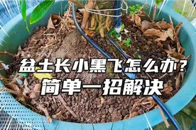 花盆长小黑飞怎么办？简单一招不花冤枉钱，让小黑飞去无踪