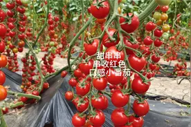 甜串串，红色串收口感小番茄，单果重20-25克，含糖量10度以上。视频封面