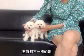 白泰迪和比熊相似度极高，小妹教你一招快速认出，看完算是明白了
