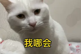 铲屎官煮螺蛳粉，猫咪卖萌想吃，结果铲屎官竟然说这种话