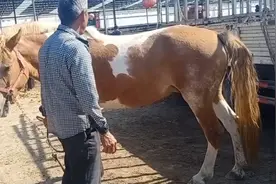 要价三W的白花母🐴，20分钟配种两次众人围观！母🐴表演起立卧倒视频封面