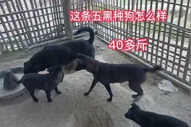 这条纯种五黑土狗是我选的种狗，现在40多斤了，下的狗崽都是精品