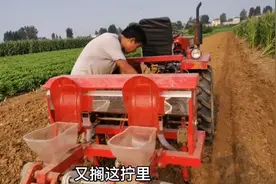 探索玉米在河南一年种两季模式，8月播种，大家认为怎么样，能成