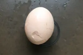 钓鱼技巧，用煮熟的鸡蛋，开制通杀型饵料……视频封面