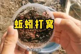 水下实测蚯蚓打窝钓鱼效果视频封面