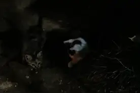 心情不好时可以下楼溜溜猫咪