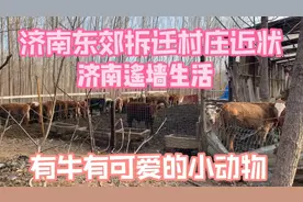 济南东郊遥墙镇马上要拆迁的村庄近状：居民热情静静等候搬家通知视频封面