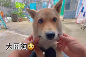 强迫犯错的狗狗卖笑，竟然整出一些表情包，你最喜欢哪个狗头呢视频封面