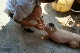 美女杀猪视频封面