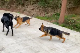 5000买的德牧果然不一样，赶羊一学就会，就连黑仔好像都有点怕它视频封面