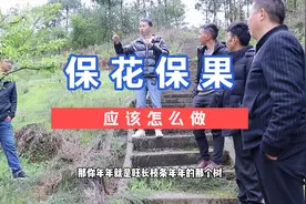 李树只开花不结果，其实很多时候是我们调控不到位，树势徒长。