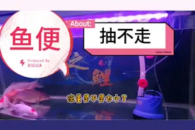 鱼缸里鱼便抽不走，一个指标，两种方法，解决问题妥妥的！！