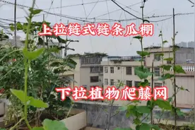 楼顶种瓜如何搭稳固瓜棚？上拉链式顶棚，下拉爬藤网，实用又方便视频封面