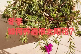 冬季宿根太阳花也可以开花，我是这样做的，你呢？视频封面