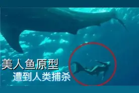 美人鱼原型在中国灭绝 儒艮为何会在中国灭绝令人深思…