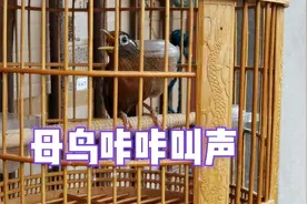 画眉母鸟咔咔大叫声！视频封面