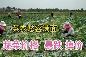 河南蔬菜价格暴跌，带你来产地看看啥价格？看完别激动！视频封面