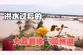 洪水退却，大荔县原同州湖怎么样了，大片被水冲毁的农田让人心疼视频封面