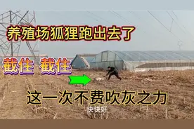 养殖场里面跑出去了一只狐狸，动静有点大，看这一次怎么抓的