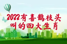 2022有喜鹊枝头叫的四大生肖视频封面