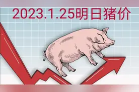 明日猪价早知道，2023.1.25生猪价格视频封面
