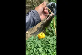 百色地区路亚探钓，保护二级保护动物，已放流。严禁非法行捕捞。视频封面